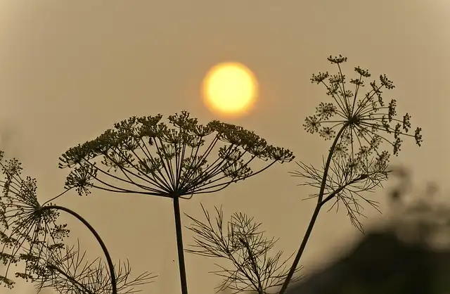 Wildfires, Staffing Shortages, and Government Response